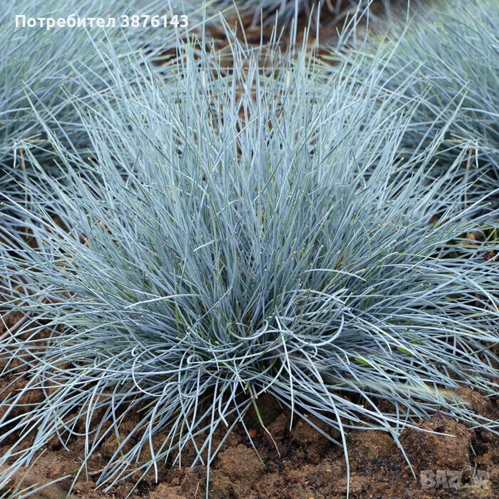 Фестука, синя трева / Festuca glauca, снимка 1