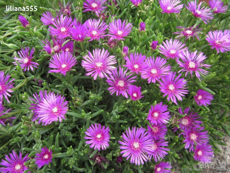 делосперма , снимка 1