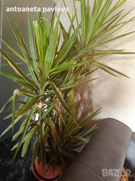 Два броя Палма Юка , снимка 1