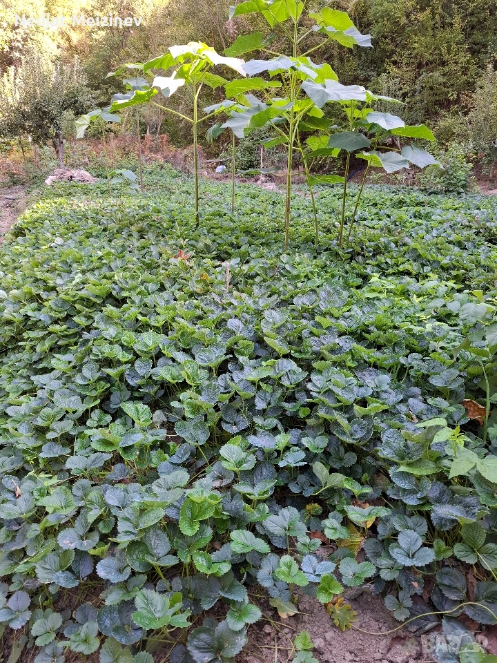 Ягоди сорт Мурано, снимка 1