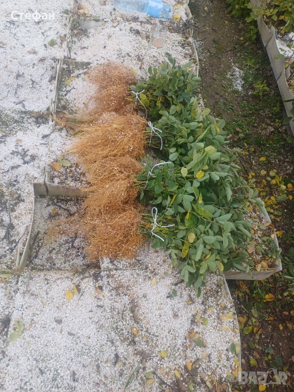 Разсад Роза Дамасцена, снимка 1