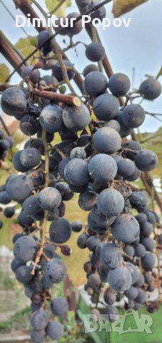 Отел- Резници, снимка 3 - Сортови семена и луковици - 42689895