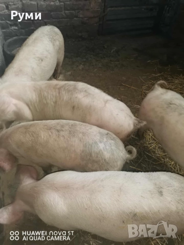 Продавам прасенца, снимка 4 - Прасета - 52955809