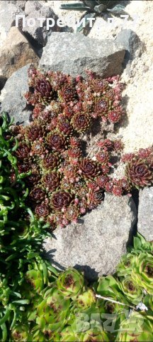 Няколко вида студоустойчиви кактуси и сукуленти, снимка 9 - Градински цветя и растения - 37368313