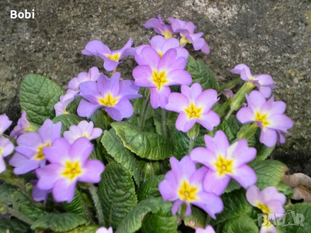 Olympus T-100 – комплект, готова за снимане, снимка 14 - Фотоапарати - 53895272