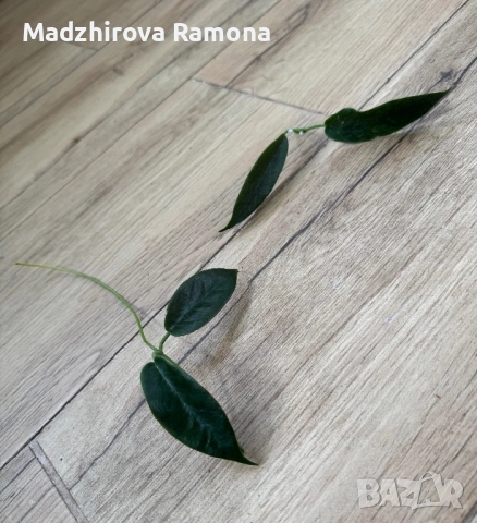 Hoya Archboldiana variegata 