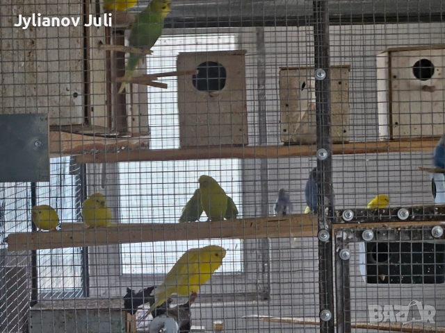 Вълнисти папагали