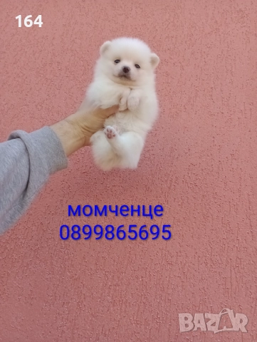 Мъжки Померан.