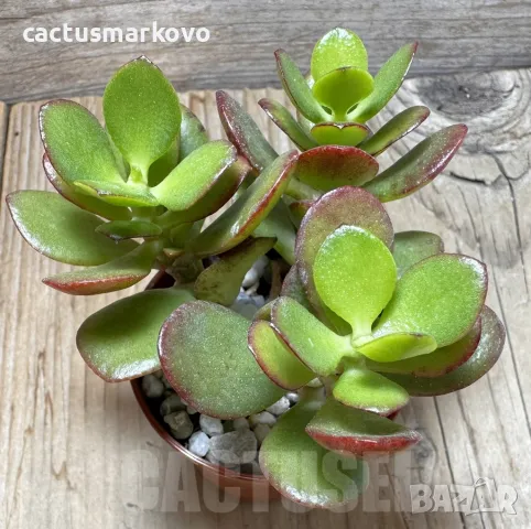 Crassula ovata v. minor