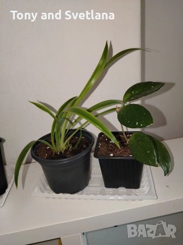 стайни цветя- комплект Хоя + Хлорофитум + Сансевиера + Алое , снимка 3 - Стайни растения - 53271186