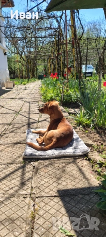 Гледане на кучета, хотел за кучета, нощувки и да други домашни любимци, снимка 6 - Други животни - 54148561