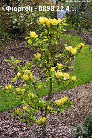 Жълта Магнолия - Златна мечта, снимка 3 - Разсади - 40614371