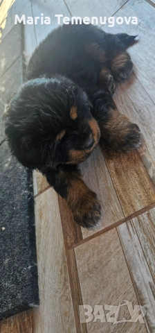 Тибетски мастиф , снимка 5 - Мастиф - 53327433