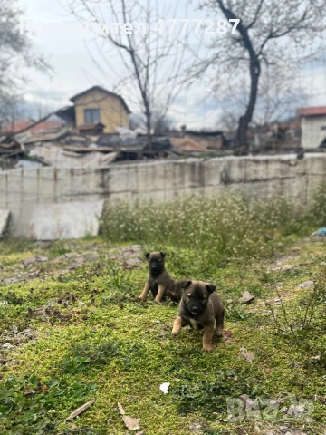 Малинуа микс, само женски , снимка 9 - Белгийска овчарка - 54108154