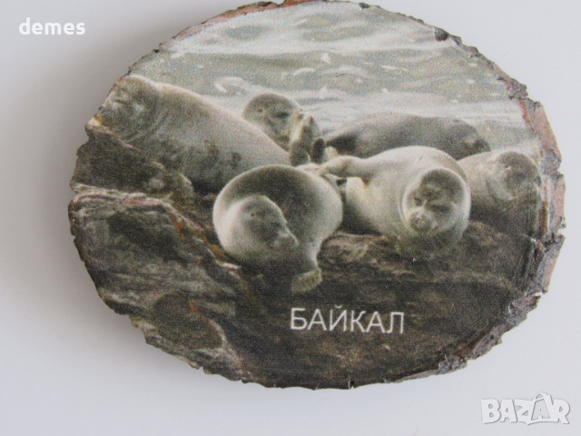 Дървен магнит върху бреза от езерота Байкал, Русия, снимка 5 - Колекции - 44694856
