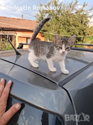 Подарявам малки котета на два месеца. Перник кв Тева., снимка 4 - За котки - 55920190