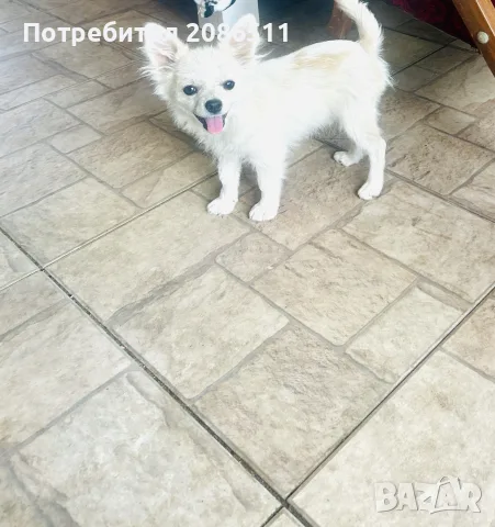чихуахуа на 6 м