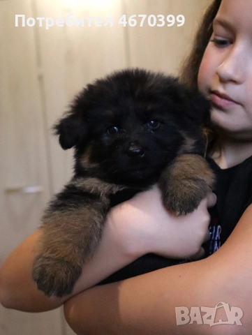 Немска Овчарка, снимка 5 - Немска овчарка - 52673563