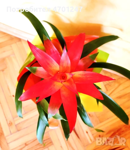Декоративно цвете Гузмания, снимка 6 - Стайни растения - 53981816