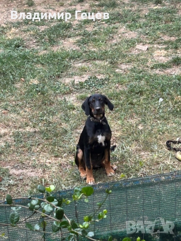 Българско Гонче - 4 месеца, снимка 1