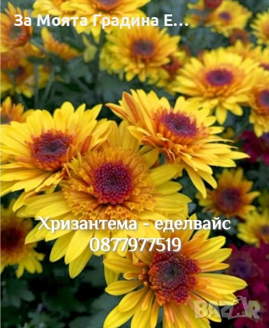 Хризантема разсад за юни месец!!, снимка 17 - Разсади - 54032482