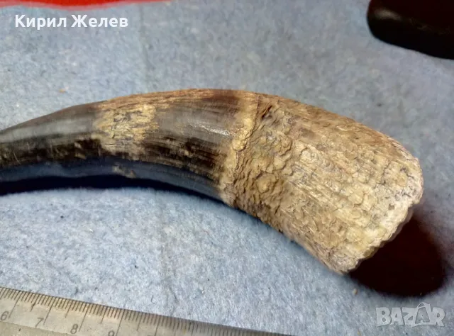 Стар БИВОЛСКИ ГОВЕЖДИ РОГ За ТЕМАТИЧНА УКРАСА КОЛЕКЦИЯ ДОМАШНА ДЕКОРАЦИЯ 47830, снимка 5 - Други ценни предмети - 47971906