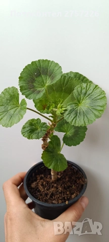 Pelargonium Mallorca , снимка 4 - Стайни растения - 54212714