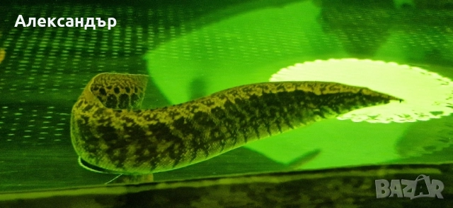macrognathus taeniagaster 2 бр., снимка 4 - Рибки - 52369924