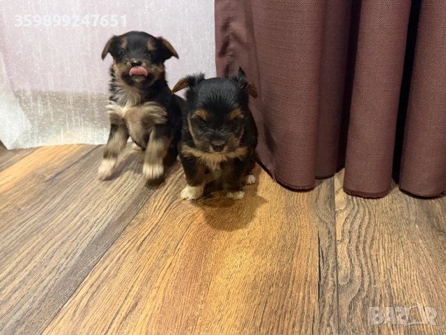 Мини йоркширски териери, снимка 3 - Йоркширски териер - 52671031
