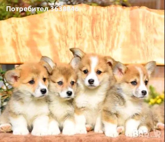 Корги пембруг