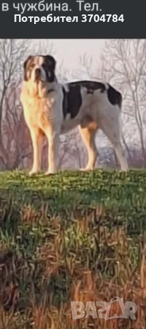 Продавам алабй, снимка 2 - Алабай - 54364532