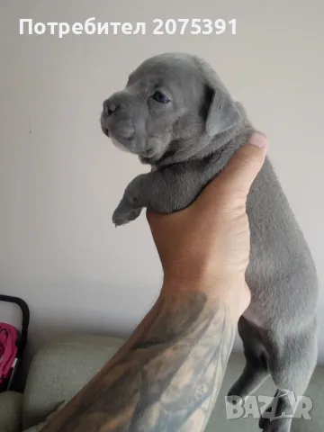 Американско були покет  American bully , снимка 8 - Питбул - 55752145
