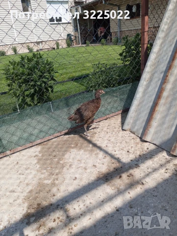 Продавам колхитски фазани , снимка 2 - други­ - 51025138