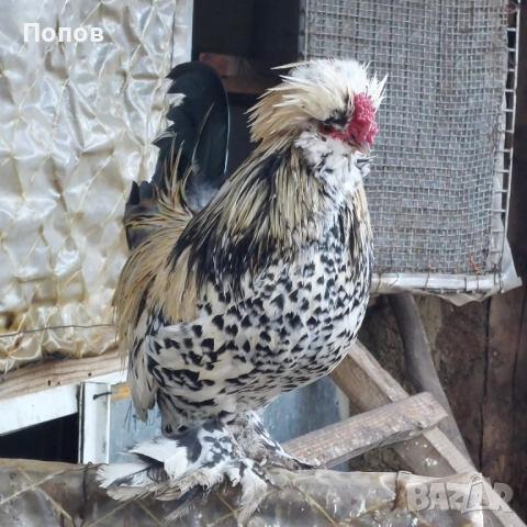 Продавам джинки, снимка 4 - други­ - 52724814