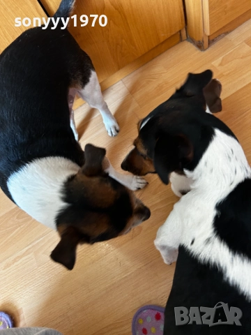 ДЖАК РЪСЕЛ-250ЛВ ЗА СЛАДУРЧЕ 1109250819, снимка 10 - Джак ръсел териер - 51674291