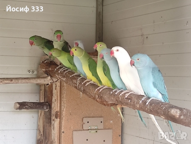 Продавам папагали 