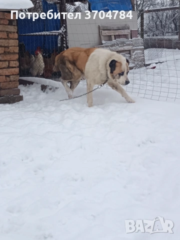 Продавам Сао алабай , снимка 14 - Алабай - 53312931