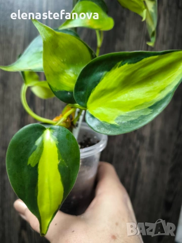 Филодендрон, вариегатен "Brasil", снимка 2 - Стайни растения - 53205976