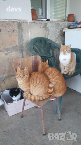 Рижави котета на 6 мес. търсят дом, снимка 18 - Други - 53116819