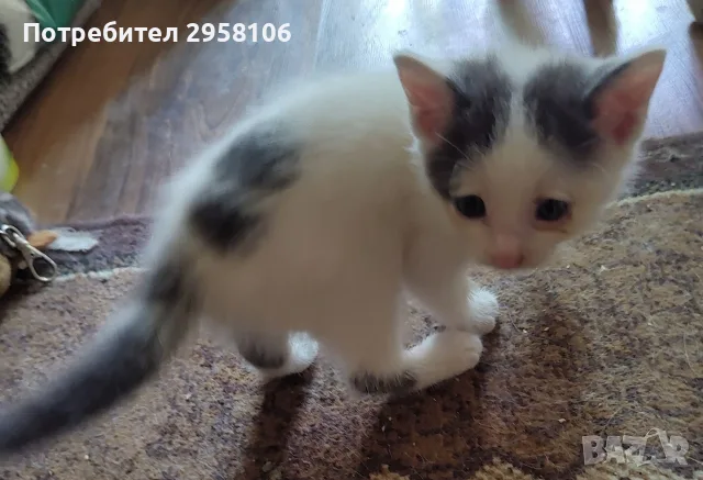 котенца търсят дом, 3 мес., снимка 8 - Други - 55841425