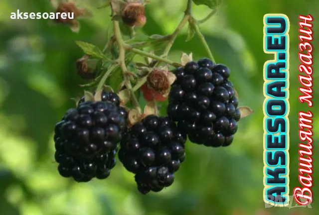  100 бр Висококачествени органични плодови семена от хранителна Къпина вкусни къпини антиоксидант, снимка 12 - Сортови семена и луковици - 50334256