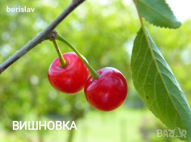 Продавам Вишни и Вишновки, снимка 4 - Градински цветя и растения - 33037388