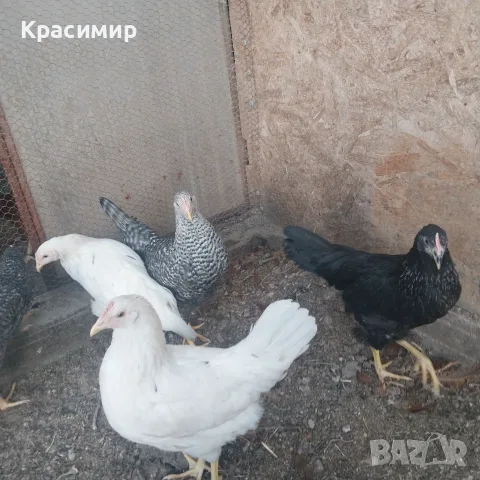Ярки и петлета (селски), снимка 8 - Кокошки и пуйки - 56070860