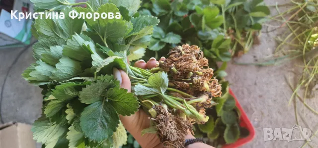 Ягоди сорт - МУРАНО, снимка 4 - Разсади - 55969913