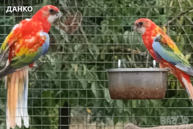 ПЕНАНТОВИ И ПЪСТРИ РОЗЕЛИ–МУТАЦИИ/тазигодишни/, снимка 10 - Папагали - 50988054