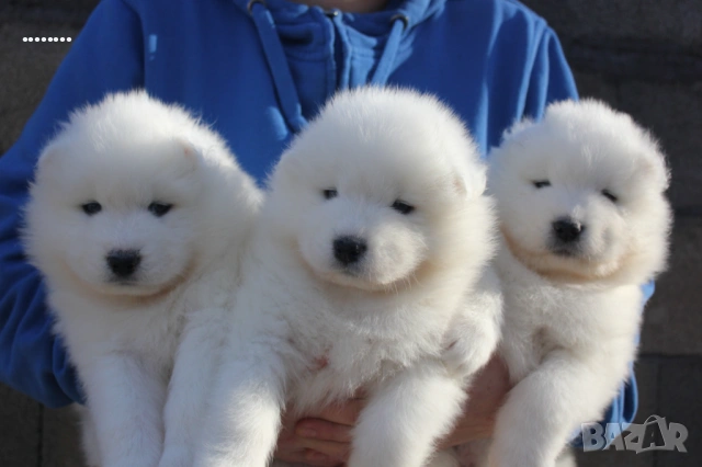 Самоед бебета, снимка 3 - Самоед - 51998559