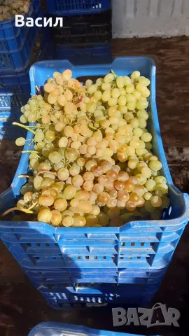 Грозде за вино и ракия