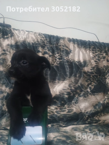 Свободни чухопинчери , снимка 6 - Чихуахуа - 53288956