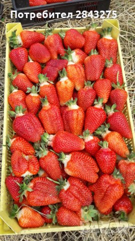продавам расад ягоди и малини, снимка 8 - Сортови семена и луковици - 30693493