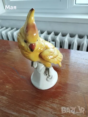 Порцеланов папагал  Какаду антика